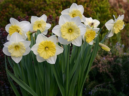 Daffodil Ice Follies - Narcissus - Flowers and Fillers - Flowers by  category | Sierra Flower Finder
